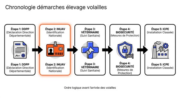 Chronologie démarches élevage volailles
