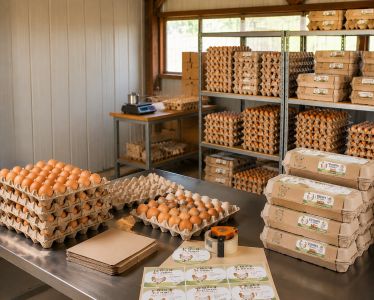 Vente d’œufs : quelles obligations pour marquer, conditionner et commercialiser sa production ?