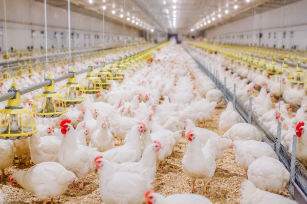 elevage poules pondeuses