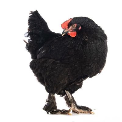 Poule Marans