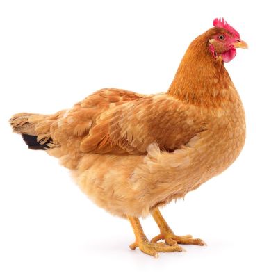poule rousse