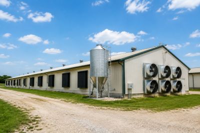 Quelle surface prévoir pour un élevage de poules pondeuses professionnel ?