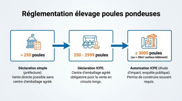 Réglementation élevage poules pondeuses
