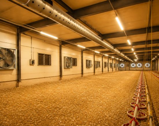 ventilation et eclairage batiment avicole