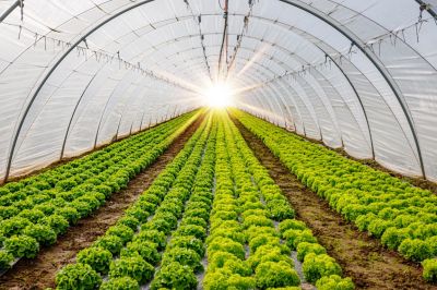 Tunnel agricole temporaire