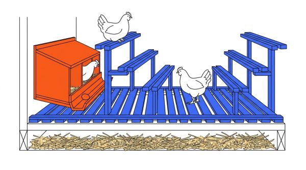 Coupe pondoirs et perchoirs pour poules