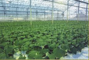 Nos plants de concombres - non greffés, greffés et laine de roche_0