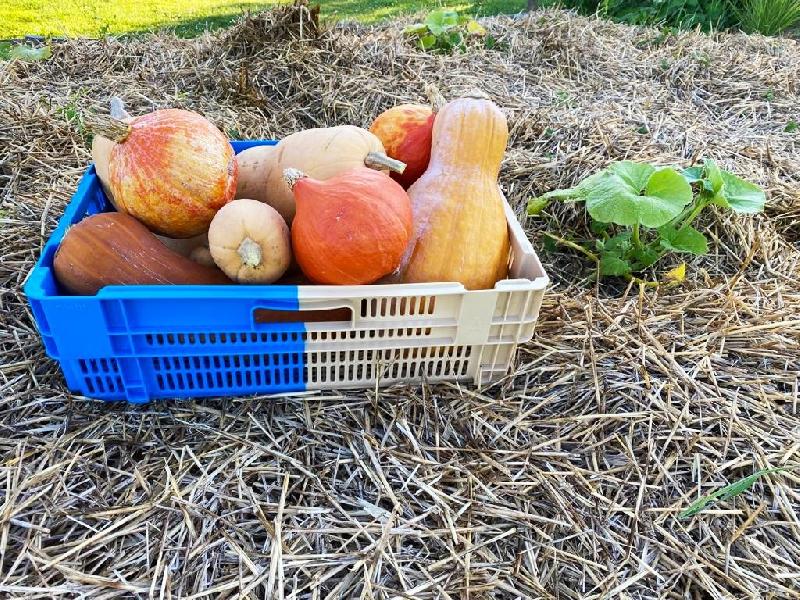 Lot de 4 caisses de récolte - bicolores, 34L, 18.8cm de hauteur, 20kg, emboitables à 50%_0