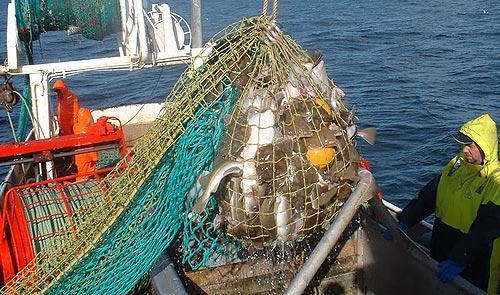 Filet de pêche - senne danoise, LE DREZEN (ETS)