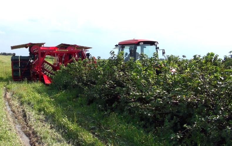 Récolteuse Victor Z - Weremczuk - Baies de groseille, aronia et autres - Productivité 0.3-0.6 ha/h - Vitesse 0.5-2.0 km/h_1