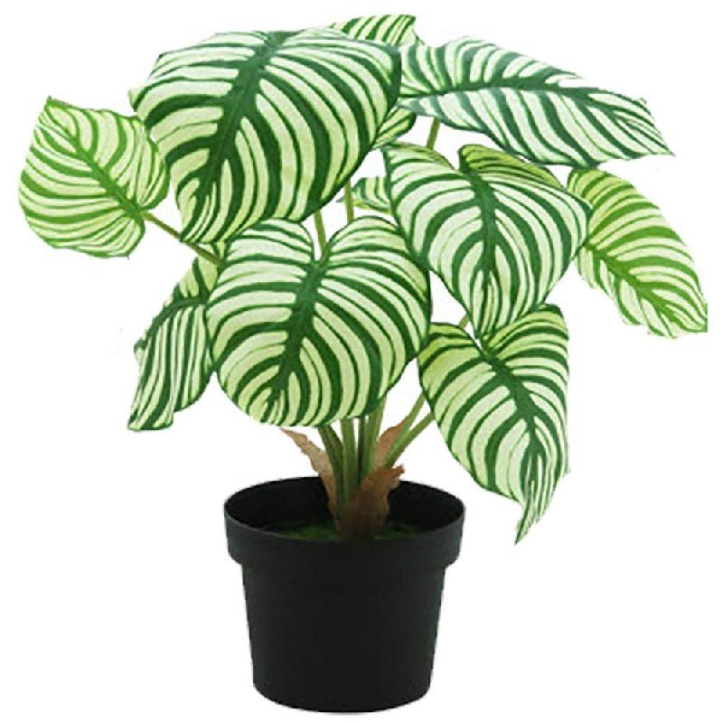 Calathea dans pot H42cm_0
