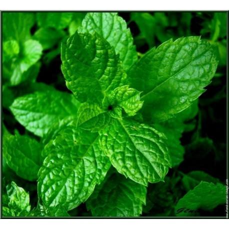 Désodorisant menthe chlorophylle 500ml - AEB750063 - bactéricide et fongicide, parfum rémanent_0