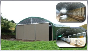 Tunnel d'élevage de 12.80m de large pour  tout type de production bovine_0