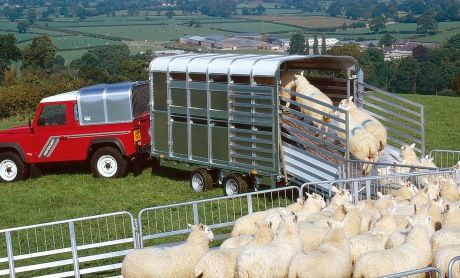 Dp - remorque bétaillère - ifor williams trailers ltd - poids brut 3500 kg_0