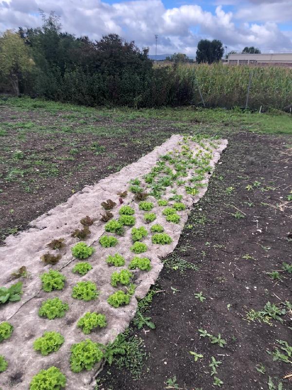 INNOVANT et ECOLOGIQUE : Rouleaux de 5 mètres paillage biodégradable en fibres de cheveux et laine - FPLLGCPL-CP01_0