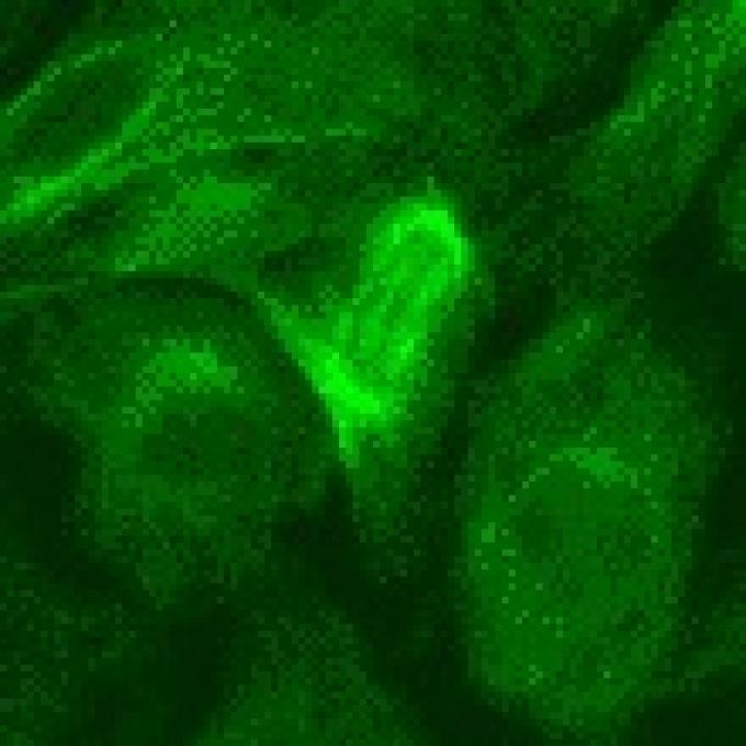 Set de filtres fluorescence FITC - Compatibilité avec fluorochromes, marques et modèles de microscopes_0