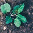 Herbicide cadence®_0