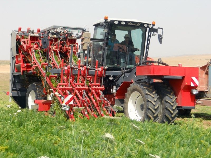 Arracheuse par préhension ZKIIISE - Dewulf BV - productivité 4 à 5 ha/j - largeur 4127 mm - 3 rangs avec tapis à tétines_1