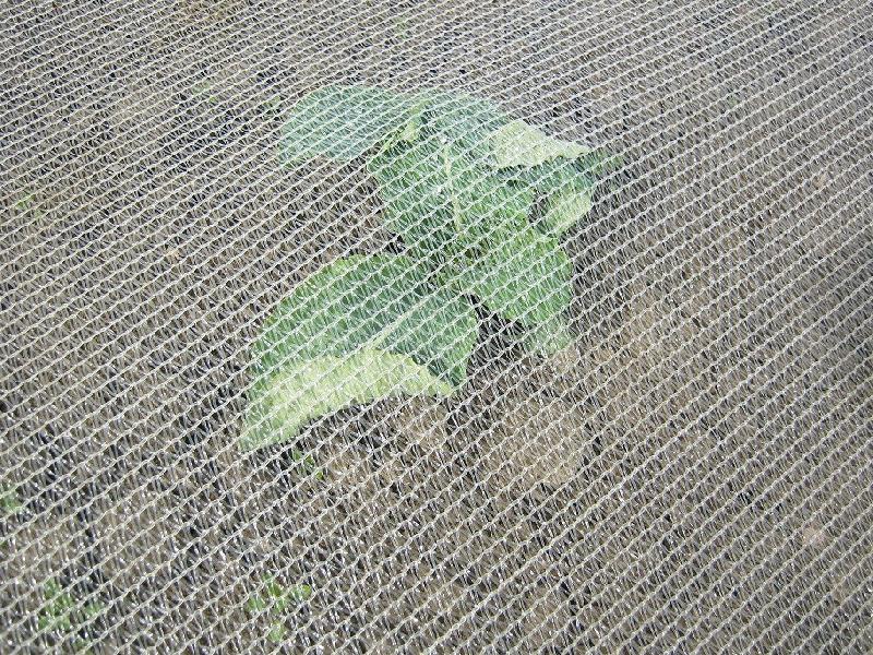 Filet anti-insectes Climatex (croissance - protection) - 2 m_0