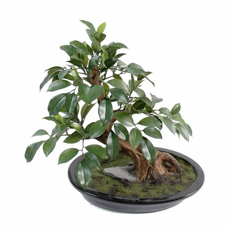 BONSAÏ FICUS MINI 41 CM