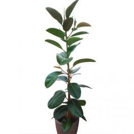 MTI PLANTE VERTE ELASTICA HAUTEUR 160 CM DIAMÈTRE 30 CM