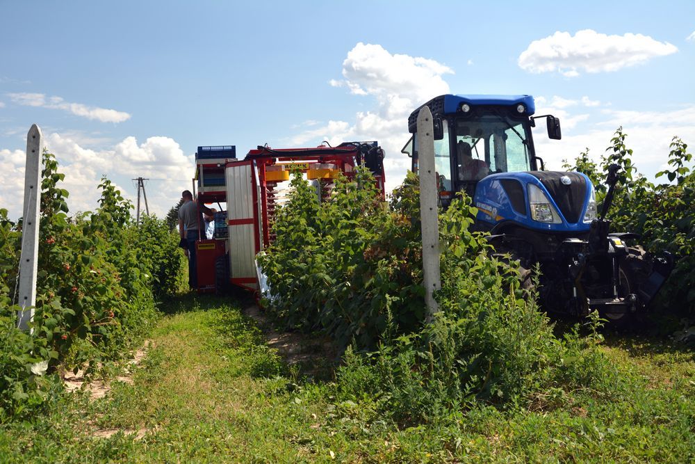 Récolteuse à framboises et myrtilles karen - weremczuk - puissance minimale requise 68 hp - capacité de charge 760 kg_0