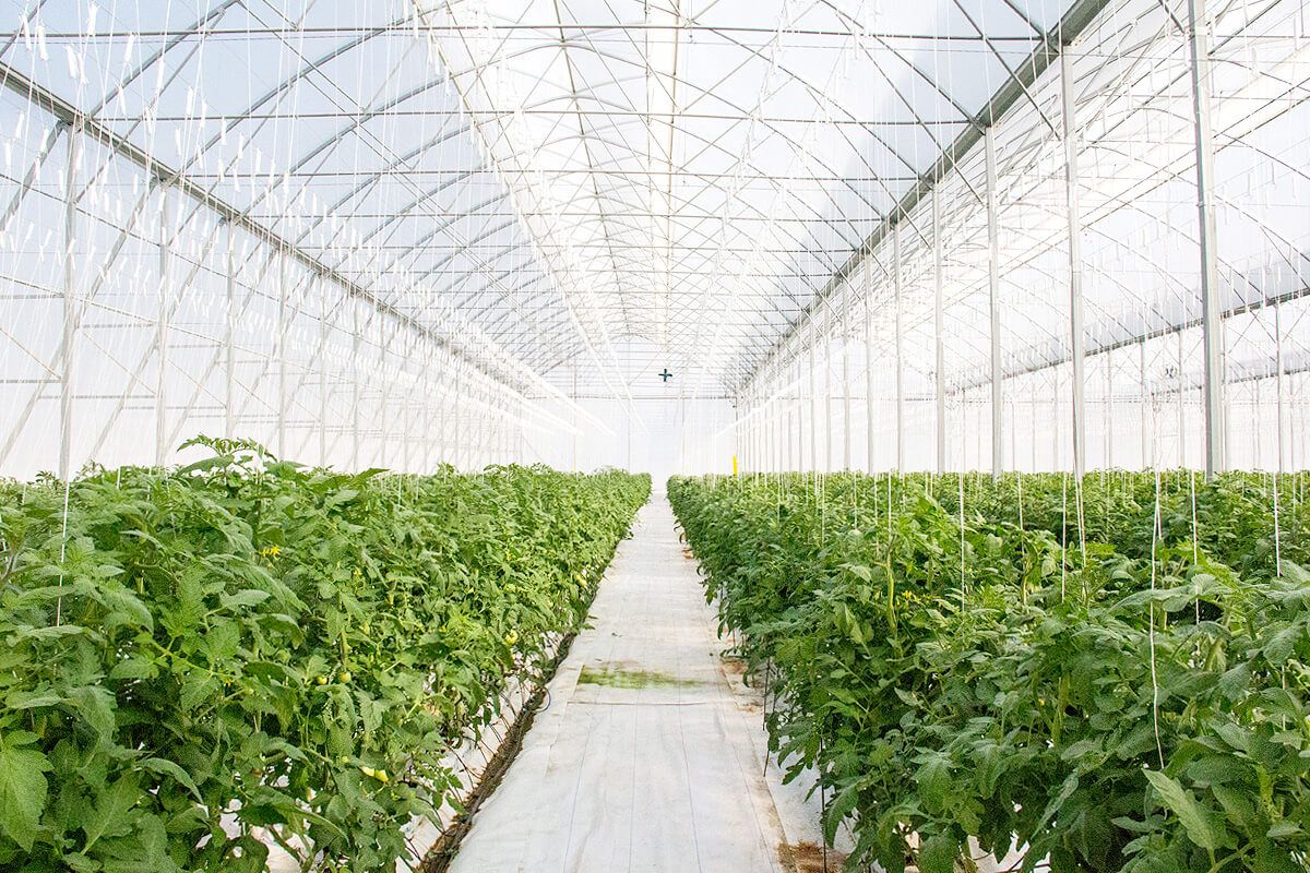 Serre chapelle - ulma agrícola - largeur 9.6 à 14.4 m_0