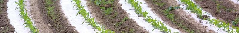 Paillage biodégradable - Films agricoles pour une protection optimale des cultures_0