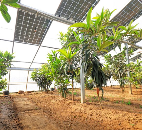 Serre photovoltaïque - Une solution d'avenir pour une agriculture durable et rentable_0