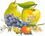 Insecticide vigne et verger - Confirm - accélérateur de mue - spécifique lépidoptères_0
