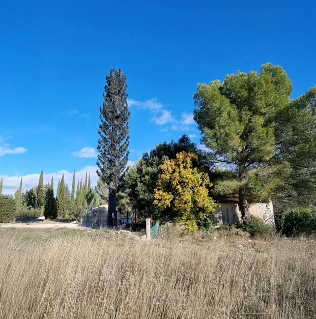 Pylônes arbres - Sekoia - réalistes, 12 à 30 m, tronc brun ou noir_0