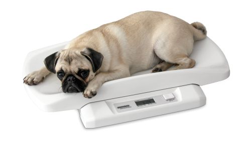 8352 - Balance animaux Soehnle - dimensions 601 x 346 x 92 mm - pour animaux jusqu'à 20 kg avec nacelle amovible_0
