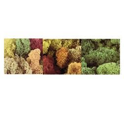 LICHENS MOUSSE D'AUTOMNE 125 G