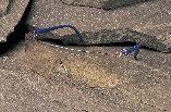 Lunette de chantier Seepro - Protection monobloc, anti-buée, anti-rayures, anti-UV 99,9%_0