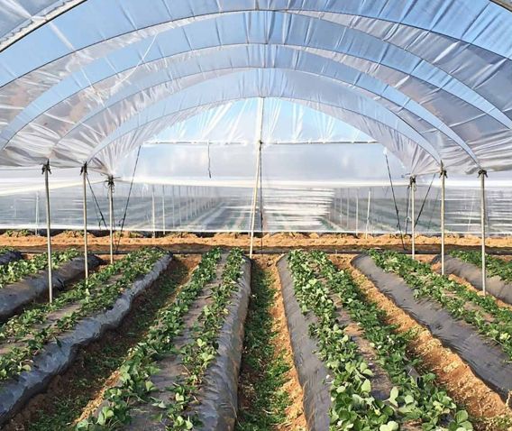 Films en polyéthylène pour l’agriculture - Eiffel - résistants et adaptés aux serres, tunnels, paillage et ensilage_0