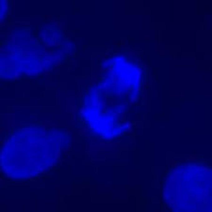 Set de filtres fluorescence DAPI - compatible avec diverses marques et modèles de microscopes_0