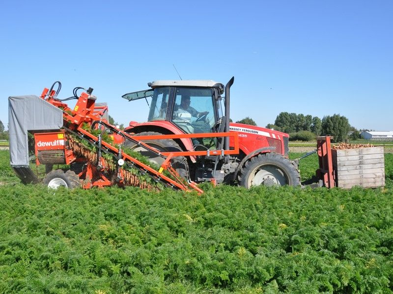 Arracheuse par préhension p3c farmer - dewulf bv - puissance du tracteur mnimale 60 hp_0