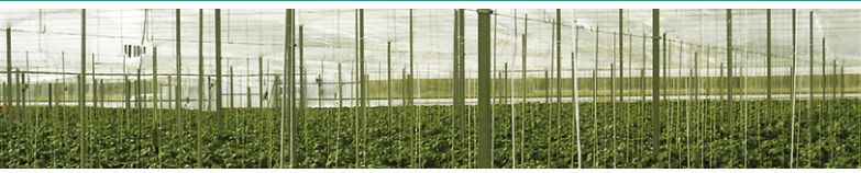 DC Solterm - Film agricole Solplast - Effet antigoutte et protection thermique pour serre_0