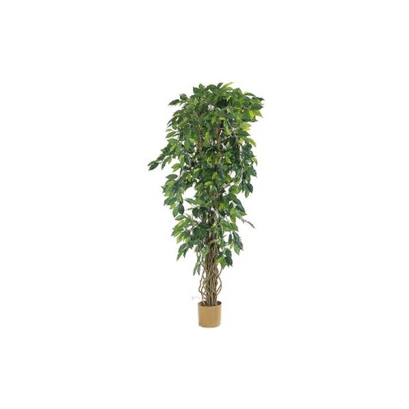 FICUS LIANES FEUILLES VERTES