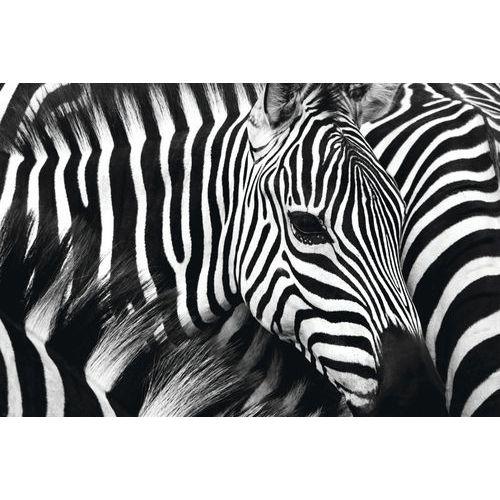 CADRE DE DÉCORATION H65 X L 98 CM ZÈBRE