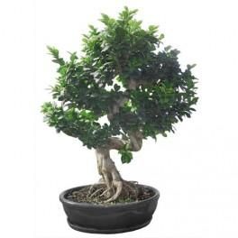 MTI PLANTE VERTE FICUS BONZAI HAUTEUR 110/120 CM DIAMÈTRE 30 CM