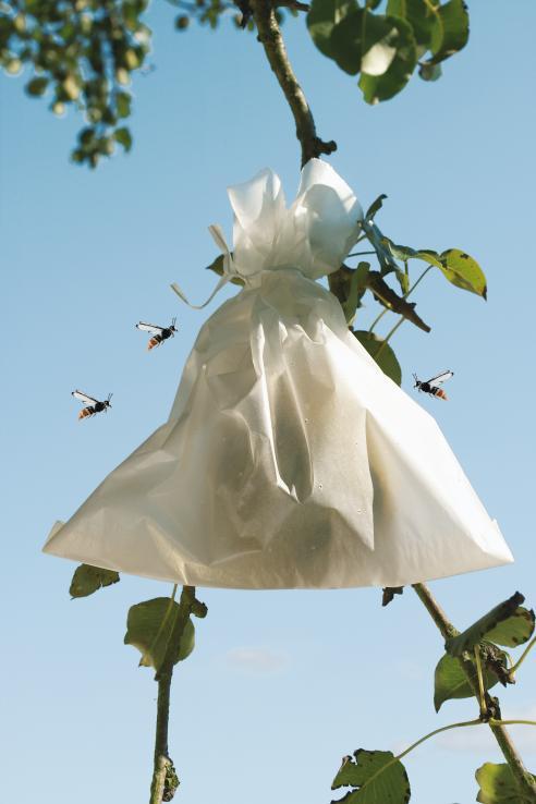 Housses à fruit 20 x 30 Fruitsac - Effaroucheur d'oiseaux pour protection des récoltes_0