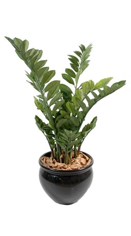 PLANTE ZAMIA 90 CM