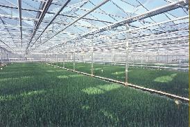 Nos plants - poivrons - mottes de 7,5 ou 10 greffé - bouchons greffés_0