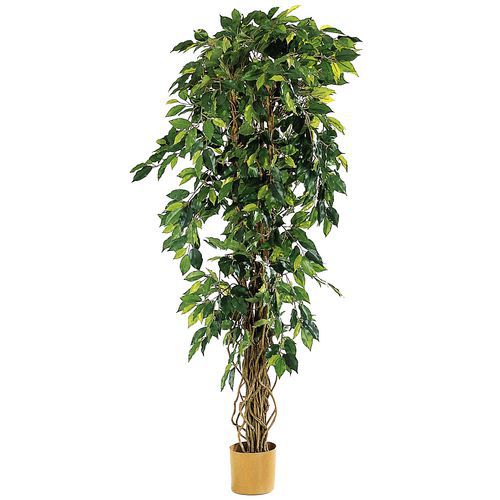 1 PLANTE FICUS LIANES