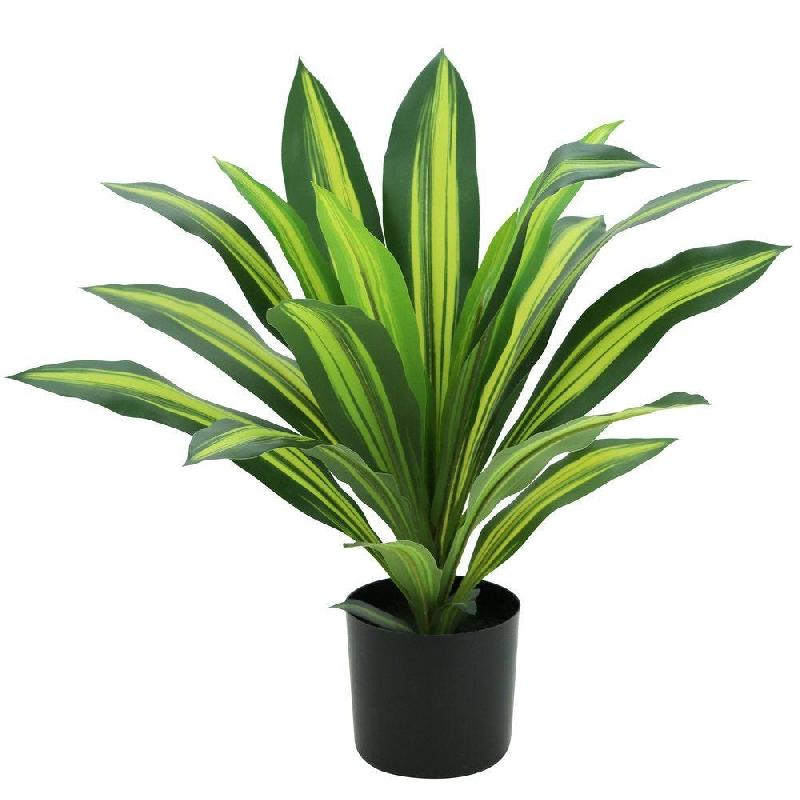 Dracena dans pot Ø13cm H50cm_0