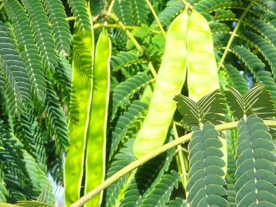 Bois de fumage en acacia - Idéal pour viandes délicates, poissons et fromages_0