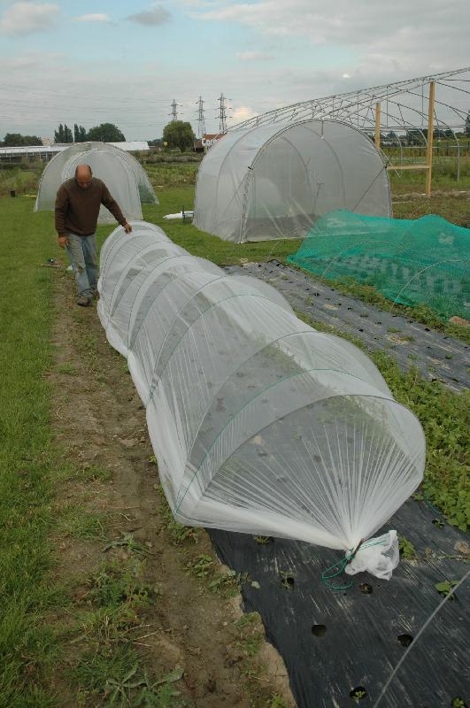 Chenille anti-insecte - Tunnel avec filet 80 microns pour protection des plants_0