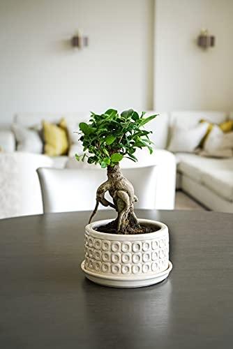 Pot à bonsaï blanc crème 20 cm - Ivyline BPCW - Vernis de qualité supérieure, étanche_0