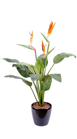 STRELITZIA LARGE 98 CM